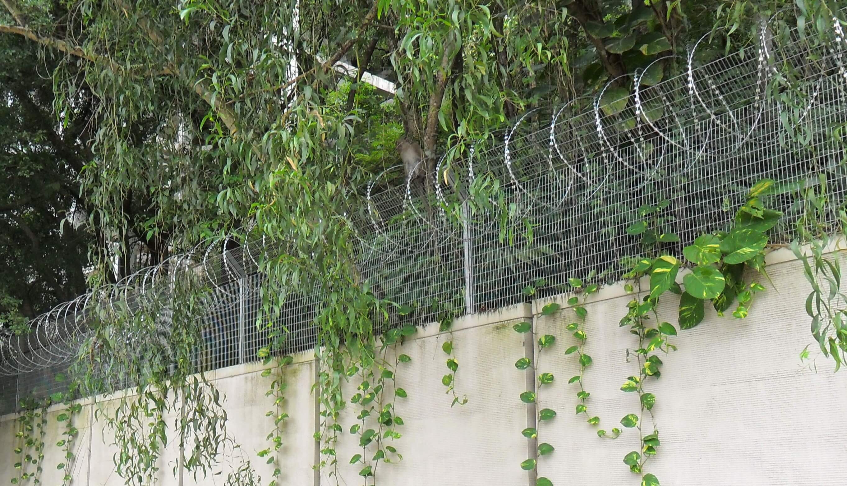 Barb Wire